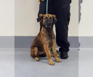 Labrador Retriever Dogs for adoption in Louisville, KY, USA