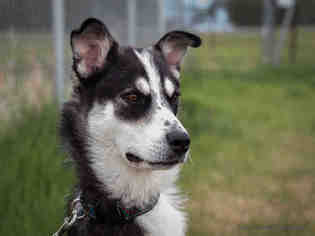 Siberian Husky Dogs for adoption in Grasswood, Saskatchewan, Canada