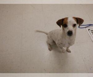 Chihuahua-Parson Russell Terrier Mix Dogs for adoption in Oroville, CA, USA