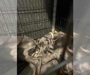 Great Dane Dogs for adoption in New Orleans, LA, USA