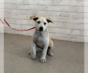 Labrador Retriever-Unknown Mix Dogs for adoption in San Bernardino, CA, USA
