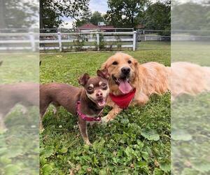 Chihuahua Dogs for adoption in Dedham, MA, USA