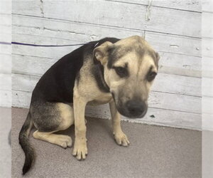 German Shepherd Dog Dogs for adoption in San Bernardino, CA, USA