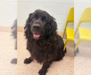 Mutt Dogs for adoption in Brighton, CO, USA