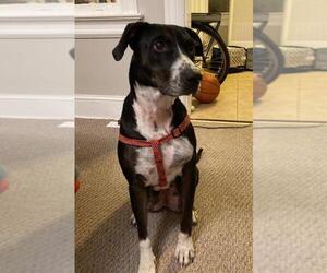 Lab-Pointer Dogs for adoption in Alexandria, VA, USA