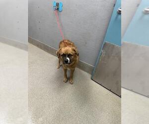 Mutt Dogs for adoption in Las Vegas, NV, USA