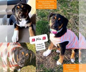 Black and Tan Coonhound-Labrador Retriever-Unknown Mix Dogs for adoption in Greenville, SC, USA