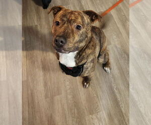 American Pit Bull Terrier-Labrador Retriever Mix Dogs for adoption in Princeton, MN, USA