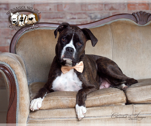 Boxer Dogs for adoption in Lincoln, NE, USA