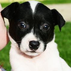 Medium Photo #1 Borador Puppy For Sale in Huntley, IL, USA