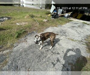 Medium Photo #1 Boxer Puppy For Sale in Ocala, FL, USA