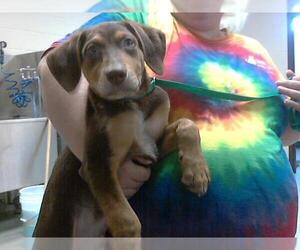 Doberman Pinscher-Unknown Mix Dogs for adoption in Fayetteville, NC, USA