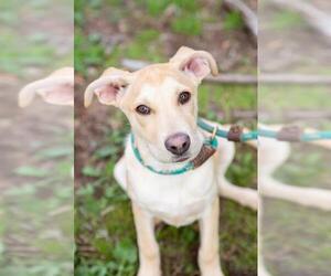 Labrador Retriever-Unknown Mix Dogs for adoption in El Cajon, CA, USA