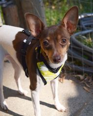 Rat Terrier Dogs for adoption in Prosser, WA, USA