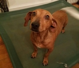 Doxie-Pin Dogs for adoption in South Weymouth, SC, USA