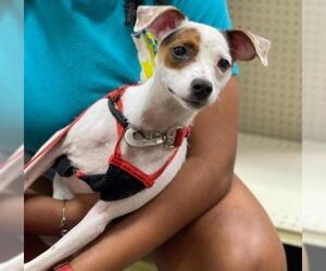 Jack Russell Terrier Dogs for adoption in Pembroke, GA, USA