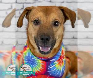 Mutt Dogs for adoption in Kennesaw, GA, USA