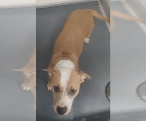 American Pit Bull Terrier Dogs for adoption in Glen Allen, VA, USA