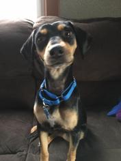 Miniature Pinscher Dogs for adoption in Fond du Lac, WI, USA