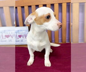 Chihuahua-Unknown Mix Dogs for adoption in Genesee, WI, USA