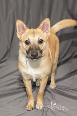 Chiranian Dogs for adoption in Waynesboro, PA, USA