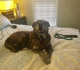 Bulloxer Dogs for adoption in Spotsylvania, VA, USA