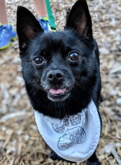 Schip-a-Pom Dogs for adoption in Greensboro, NC, USA