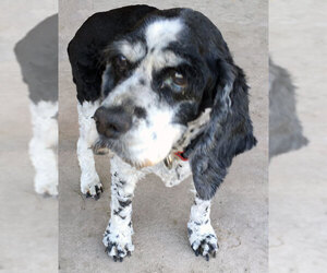 Cocker Spaniel Dogs for adoption in Dripping Springs, TX, USA