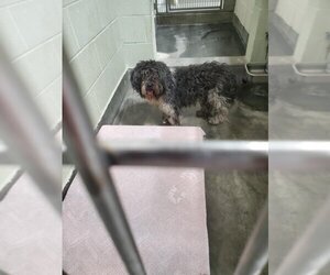 Shih-Poo Dogs for adoption in Upland, CA, USA