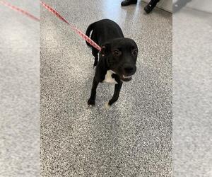 Labrador Retriever-Unknown Mix Dogs for adoption in Palmetto, FL, USA