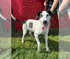 Mutt Dogs for adoption in Abbeville, LA, USA