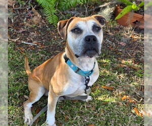 Boxer-Unknown Mix Dogs for adoption in Ocala, FL, USA