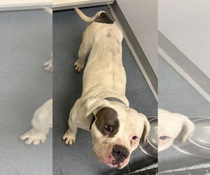 Mutt Dogs for adoption in Glen Allen, VA, USA