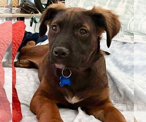 Irish Setter-Labrador Retriever Mix Dogs for adoption in Spring Lake, NC, USA