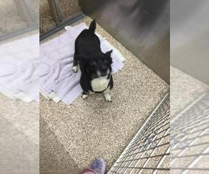 Chi-Corgi Dogs for adoption in Martinsburg, WV, USA