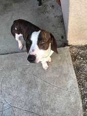Dachshund Dogs for adoption in Sylmar, CA, USA