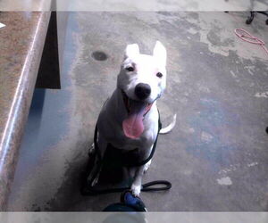 Canaan Dog-Unknown Mix Dogs for adoption in Tallahassee, FL, USA