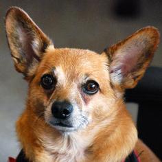 Chi-Corgi Dogs for adoption in Arlington, VA, USA