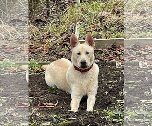 - Mix Dogs for adoption in Hoffman Estates, IL, USA