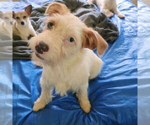 Toy Rat Doxie Dogs for adoption in Bonifay, MO, USA