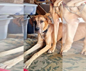 Great Dane Dogs for adoption in Bullard, TX, USA