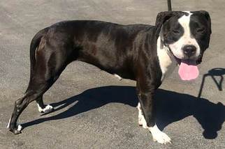 American Pit Bull Terrier Dogs for adoption in San Jose, CA, USA