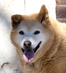 Shiba Inu Dogs for adoption in Oxford, NC, USA