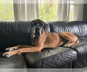 Daniff Dogs for adoption in New London, WI, USA