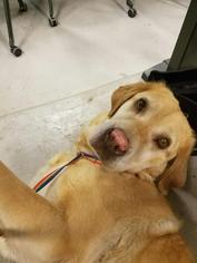 Labrador Retriever Dogs for adoption in Carroll, IA, USA