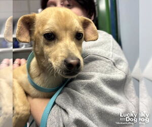 Chihuahua-Unknown Mix Dogs for adoption in Washington, DC, USA