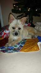 Cairn Terrier Dogs for adoption in Chino, CA, USA