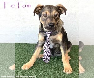 German Shepherd Dog-Unknown Mix Dogs for adoption in San Diego, CA, USA