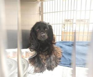 Cocker Spaniel Dogs for adoption in Parker, CO, USA