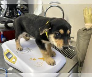 German Shepherd Dog-Unknown Mix Dogs for adoption in Visalia, CA, USA